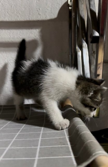 PF132816 - Domestic Short Hair Cat