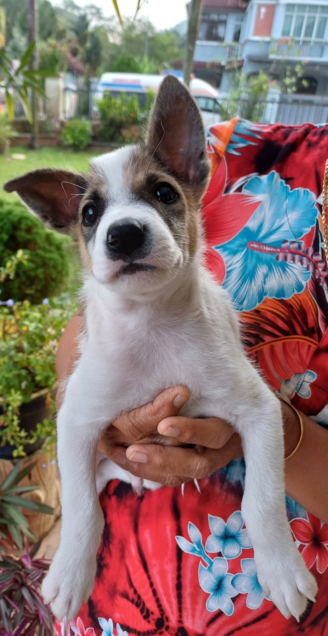 Rocky - Mixed Breed Dog