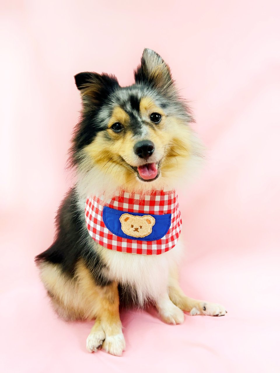 Donut - Shetland Sheepdog Sheltie Dog