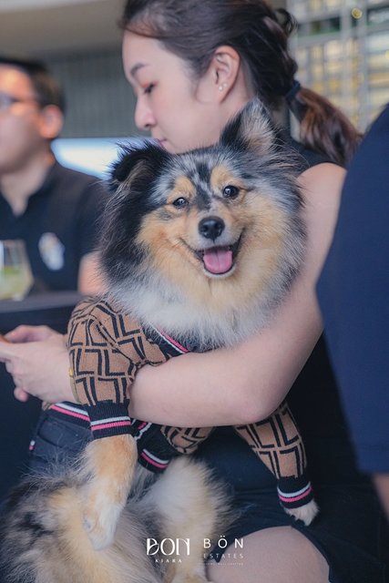 Donut - Shetland Sheepdog Sheltie Dog