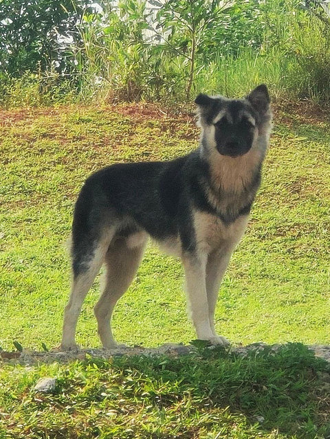 Jacob Black - Mixed Breed Dog