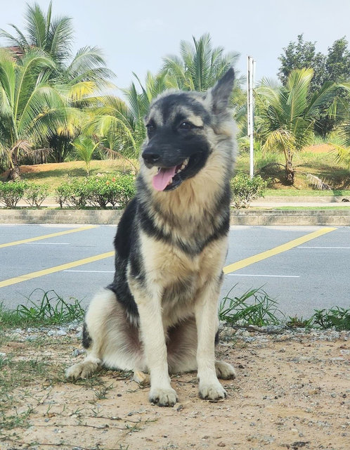 Jacob Black - Mixed Breed Dog