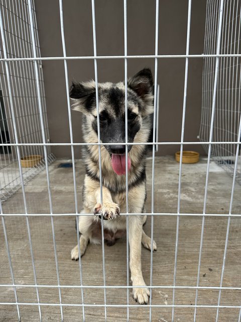 Jacob Black - Mixed Breed Dog