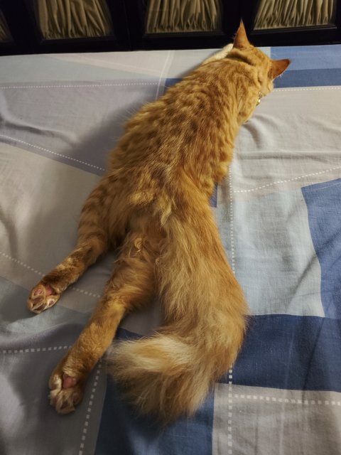 Habuk - Domestic Long Hair Cat