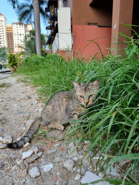 Kitie  - Calico Cat