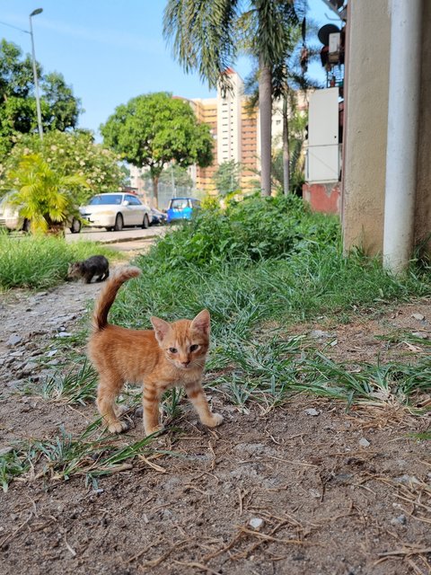 Peter - Domestic Short Hair Cat