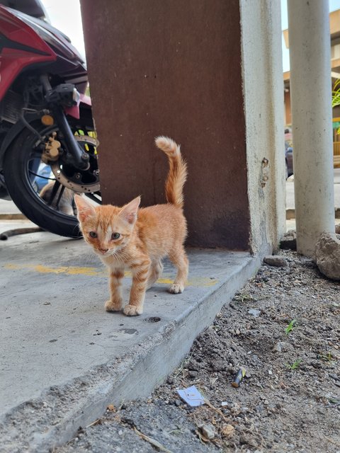 Peter - Domestic Short Hair Cat