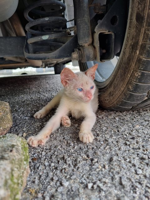 Mie - Siamese Cat