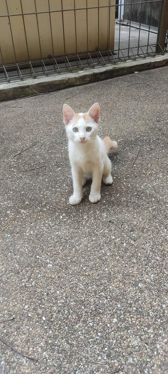 Ned  - Domestic Short Hair + Calico Cat