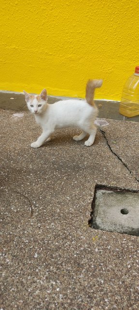 Ned  - Domestic Short Hair + Calico Cat