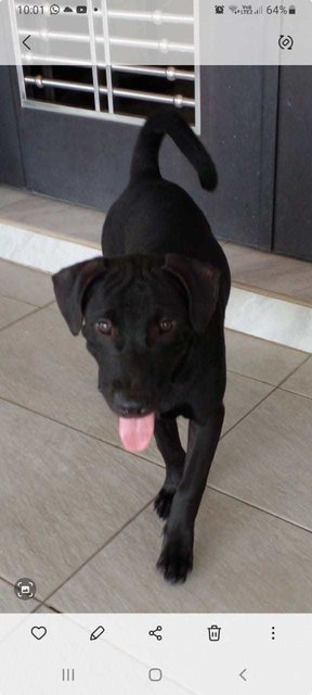 Shadow - Labrador Retriever Mix Dog