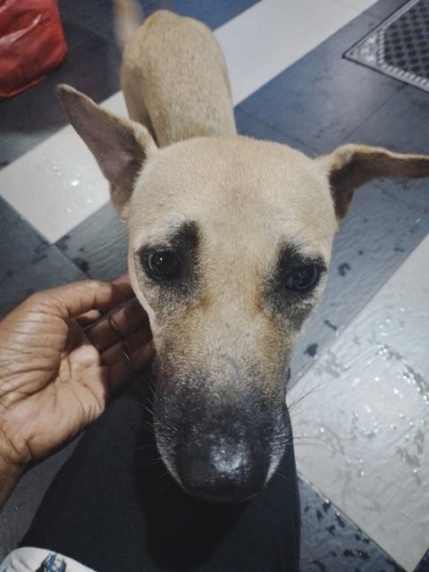 Mama - Mixed Breed Dog