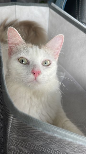 Sisi  - Ragdoll Cat