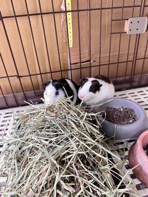 Guinea Pig(S) - Guinea Pig Small & Furry