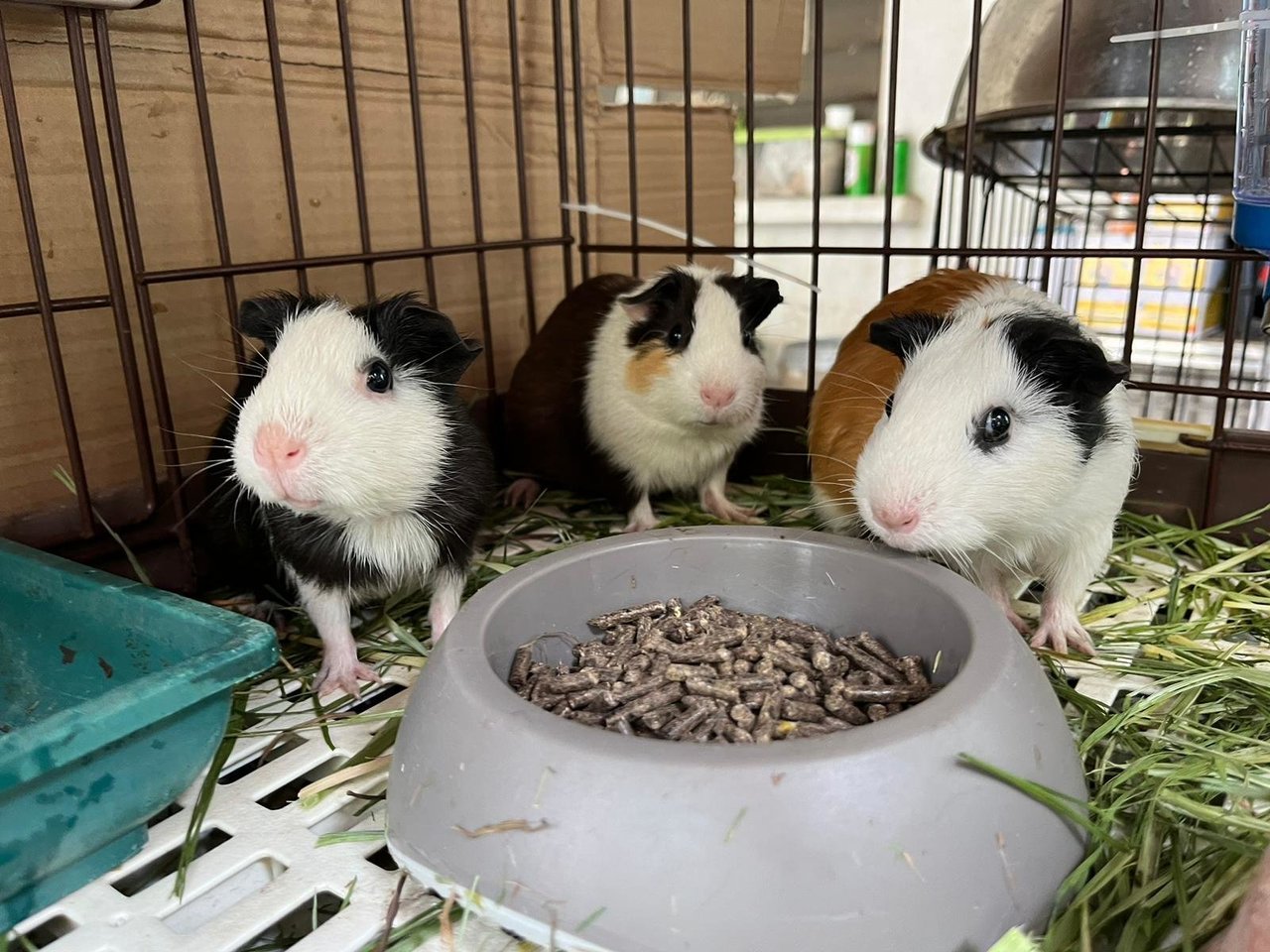 Guinea Pig(S) - Guinea Pig Small & Furry