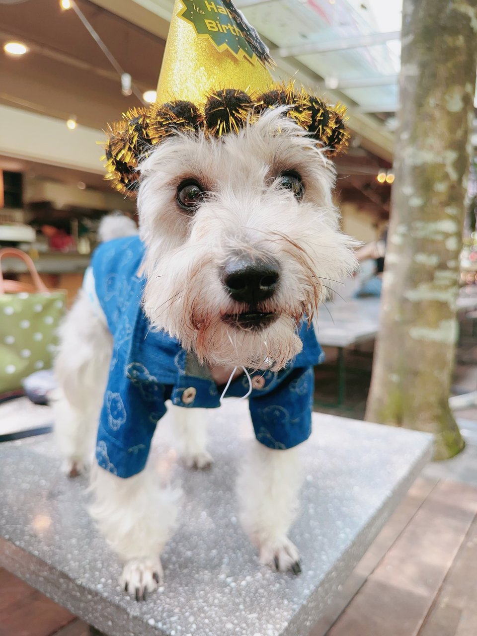 Poopoo - Schnauzer Dog