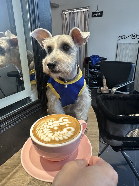 Poopoo - Schnauzer Dog