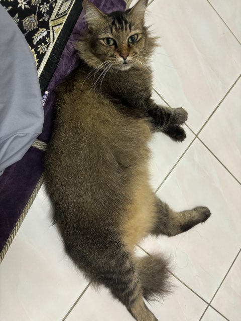 Immi - Domestic Long Hair Cat