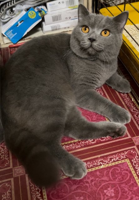 Apple &amp; Kopi - British Shorthair + Munchkin Cat