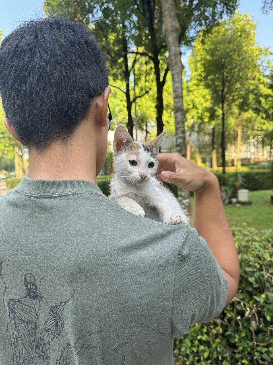 Milky  - Domestic Short Hair Cat