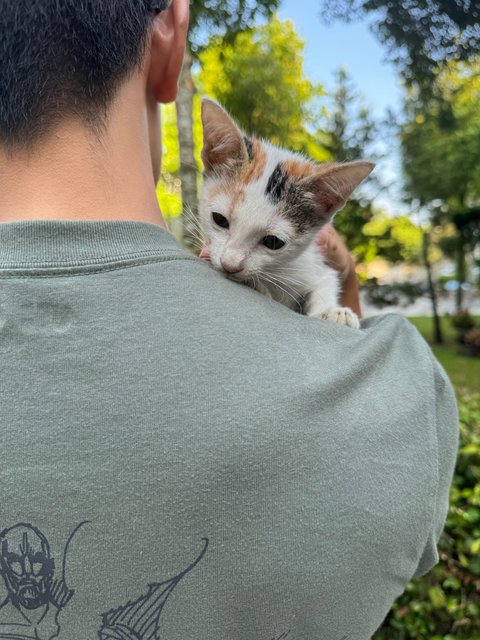 Milky  - Domestic Short Hair Cat