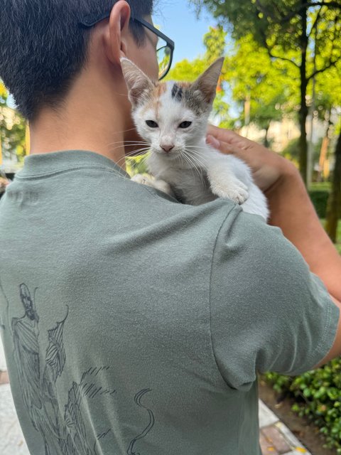 Milky  - Domestic Short Hair Cat