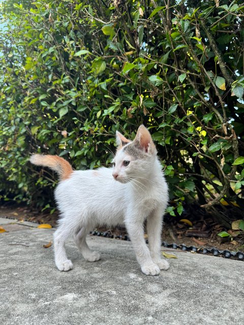 Milky  - Domestic Short Hair Cat