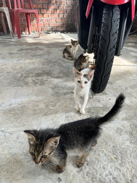 Milky  - Domestic Short Hair Cat