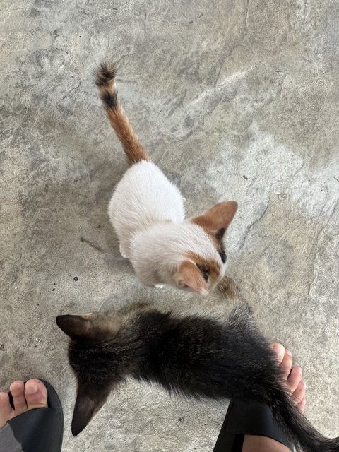 Milky  - Domestic Short Hair Cat