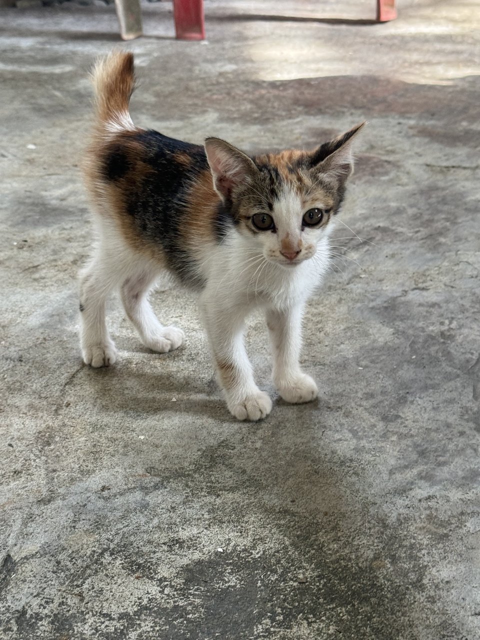 Milk - Domestic Short Hair Cat