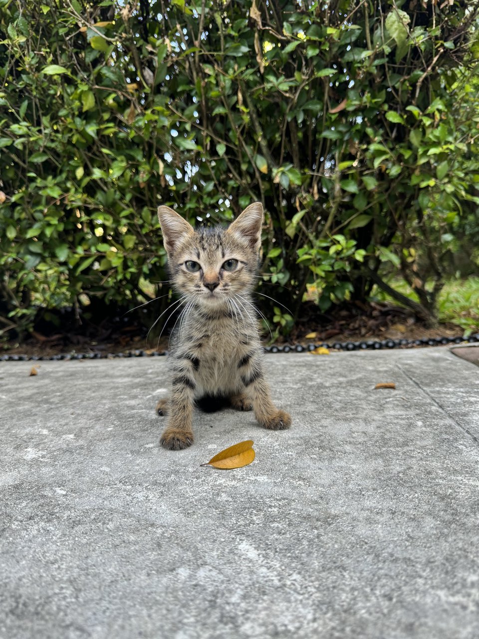 Kravey  - Domestic Short Hair Cat