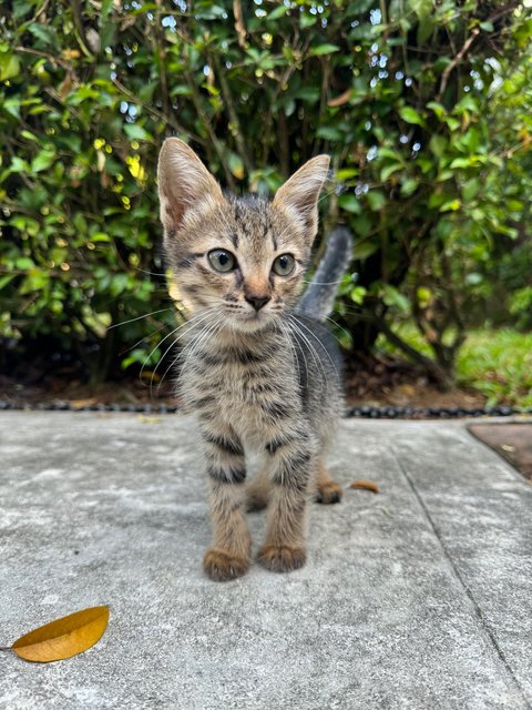 Kravey  - Domestic Short Hair Cat