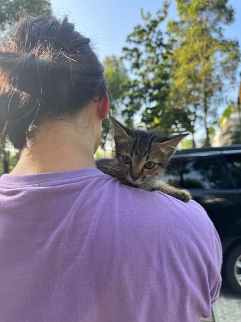 Kravey  - Domestic Short Hair Cat