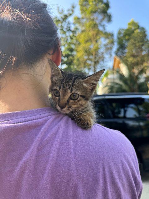 Kravey  - Domestic Short Hair Cat