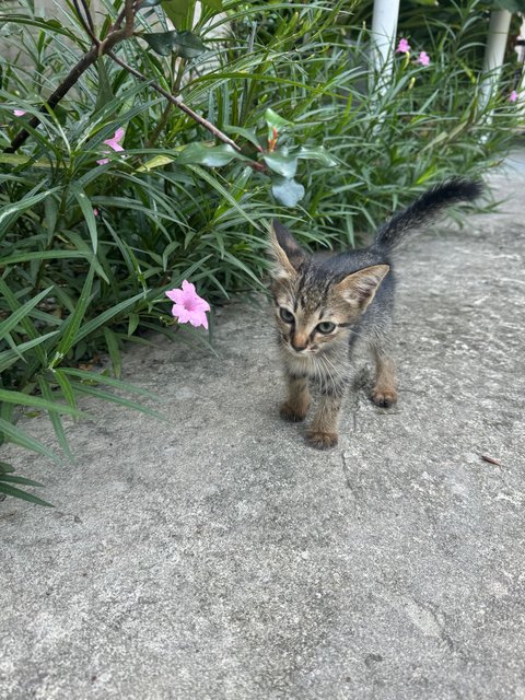 Kravey  - Domestic Short Hair Cat