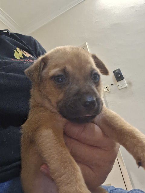 1 Month Puppy - Mixed Breed Dog