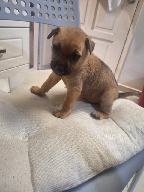 1 Month Puppy - Mixed Breed Dog