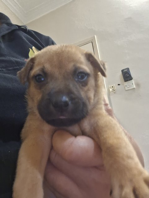 1 Month Puppy - Mixed Breed Dog