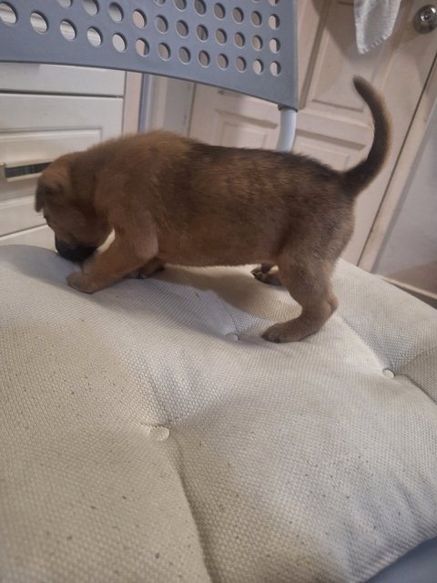 1 Month Puppy - Mixed Breed Dog