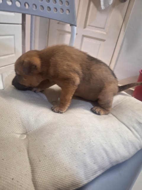 1 Month Puppy - Mixed Breed Dog