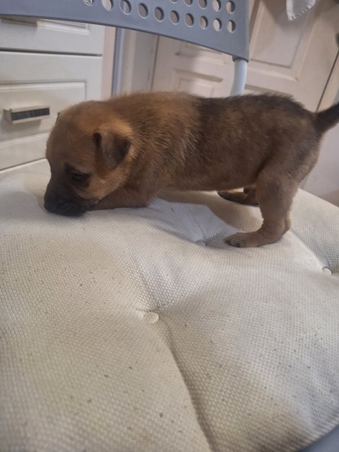 1 Month Puppy - Mixed Breed Dog