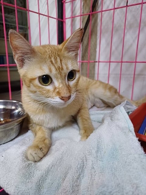 Washing Machine - Domestic Short Hair Cat