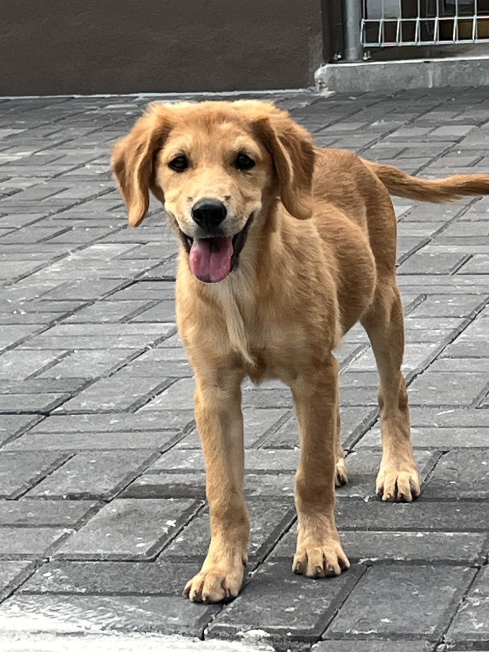 Summer 2 - Golden Retriever Dog