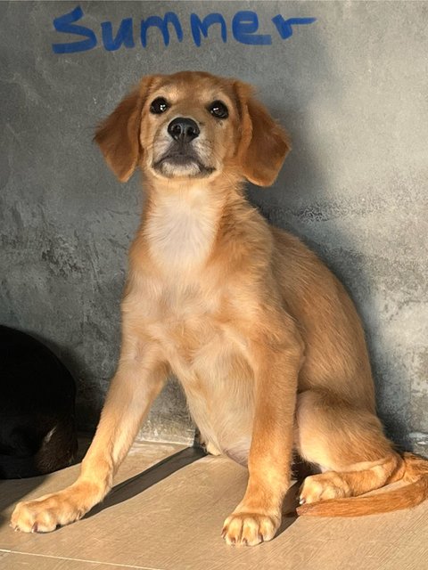 Summer 2 - Golden Retriever Dog