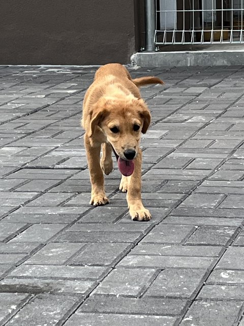 Summer 2 - Golden Retriever Dog