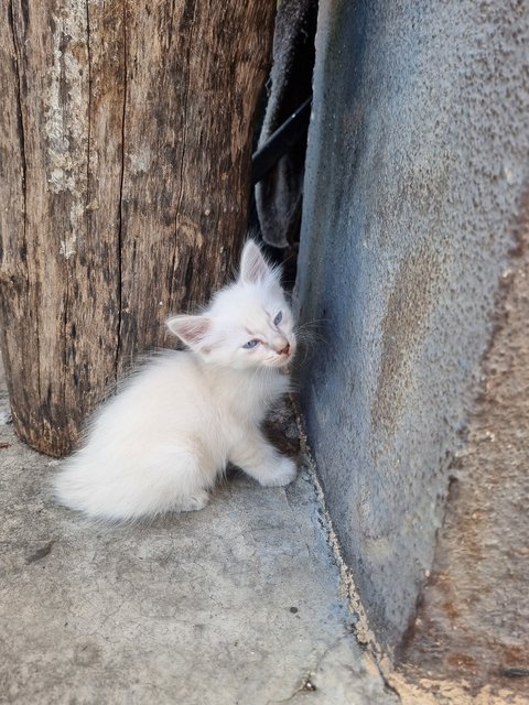 Fafa - Domestic Long Hair Cat