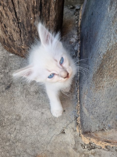 Fafa - Domestic Long Hair Cat