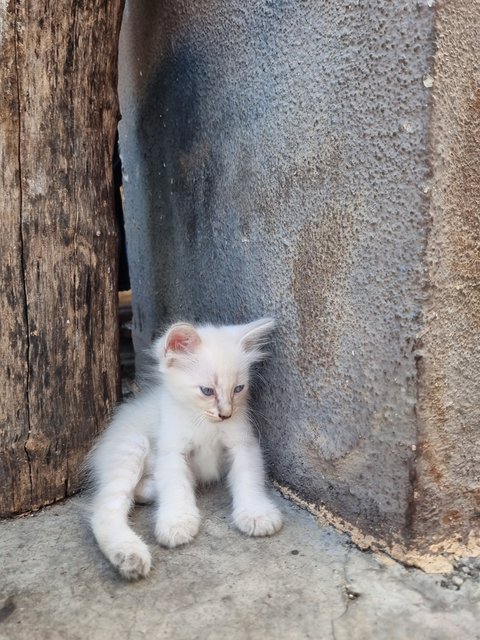 Fafa - Domestic Long Hair Cat