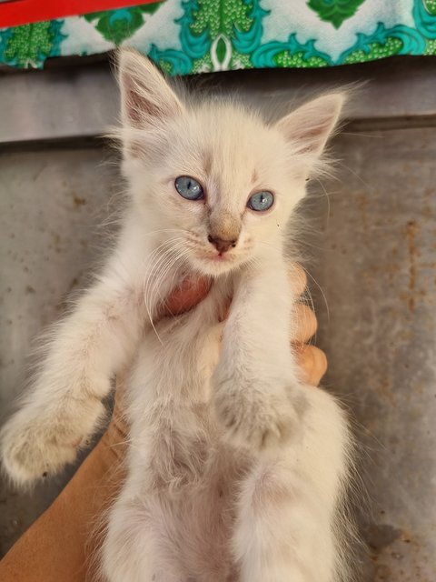 Fafa - Domestic Long Hair Cat