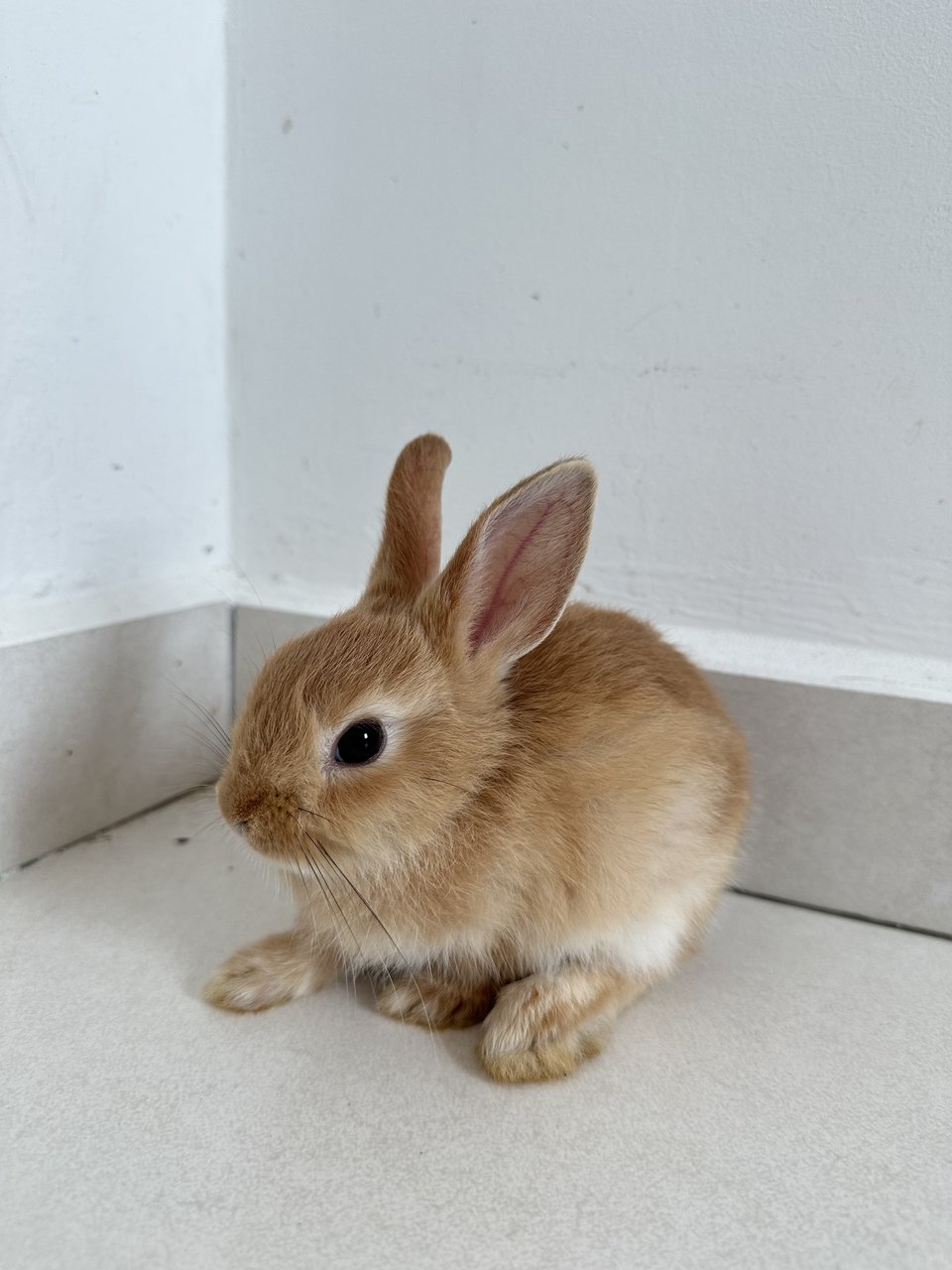 Rabbit  - Mini Rex + Netherland Dwarf Rabbit